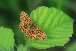 <p>PERLEŤOVEC NEJMENŠÍ (Boloria dia) jižní Morava - Radouč ---- /Weaver's fritillary - Magerrasen-Perlmutterfalter/</p>